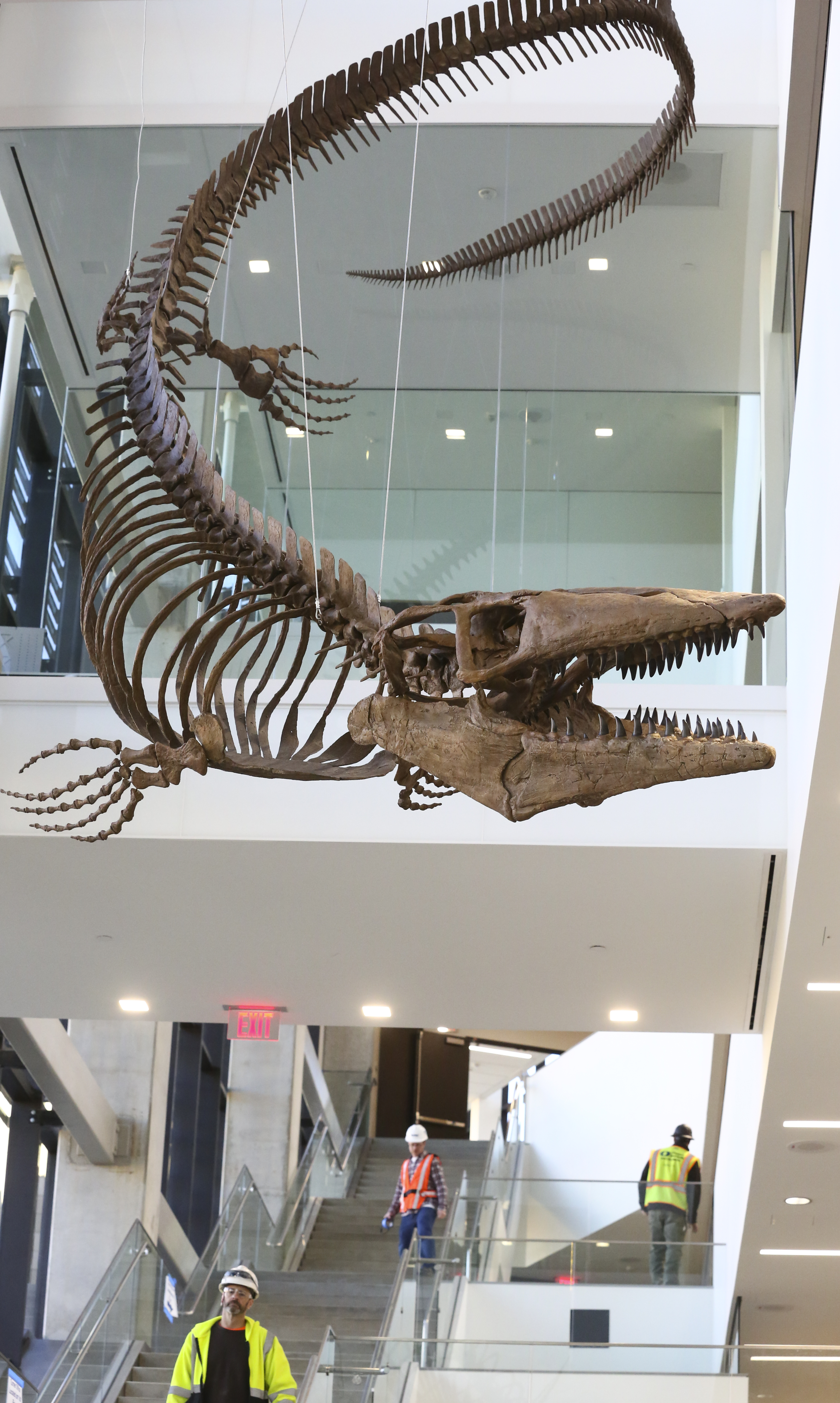 Giant fossils at KU's new geology building recall time when Kansas was  underwater | News, Sports, Jobs - Lawrence Journal-World: news,  information, headlines and events in Lawrence, Kansas